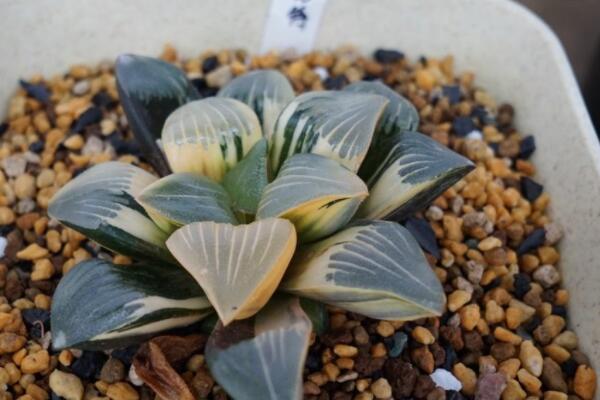 夏季多肉徒長(zhǎng)怎么辦