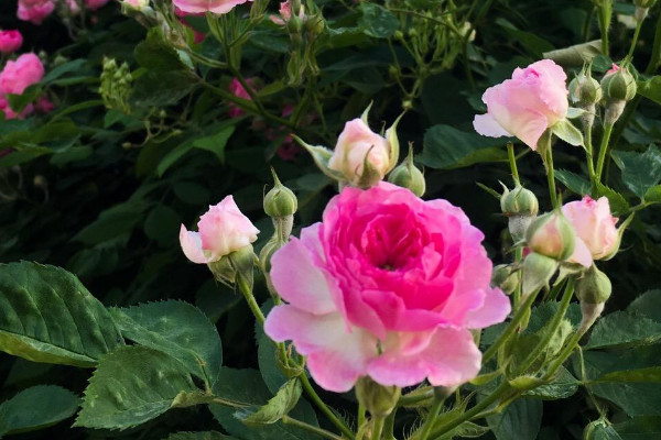 薔薇花為什么會粉變白