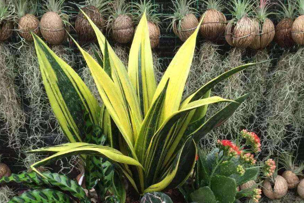 怎么讓虎皮蘭長(zhǎng)出金邊