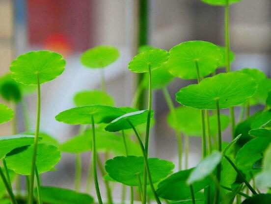 銅錢草怎么繁殖，盤點(diǎn)銅錢草三種繁殖方法(扦插/分株/播種)