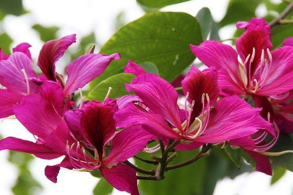 紫荊花的葉子長什么樣