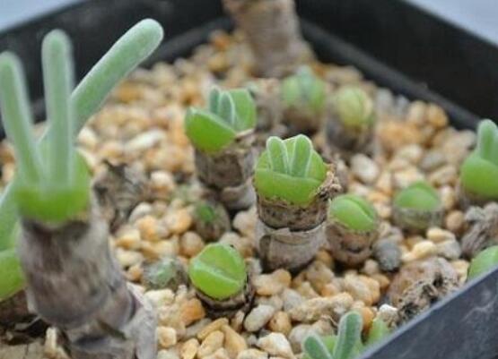 碧光環(huán)爛根怎么辦，兩種爛根防治方法/及時脫盆修剪消毒