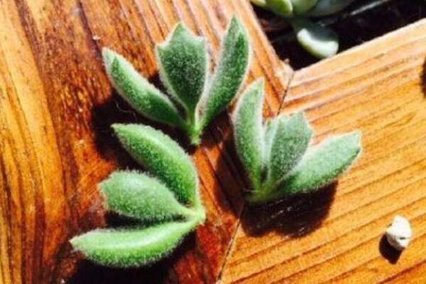 熊童子怎么繁殖成活率高，掌握繁殖技巧才是關(guān)鍵