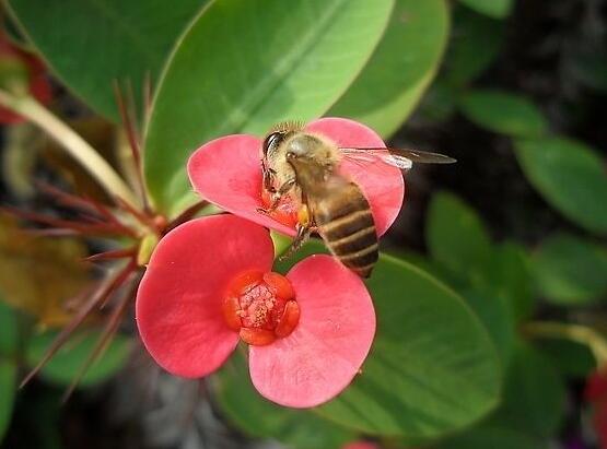 虎刺梅掉葉子怎么辦，四種原因以及解決方法