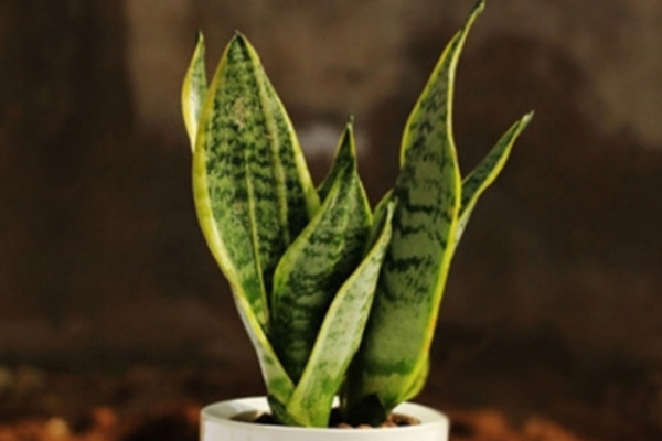 虎皮蘭冬天怎么養(yǎng)護(hù)