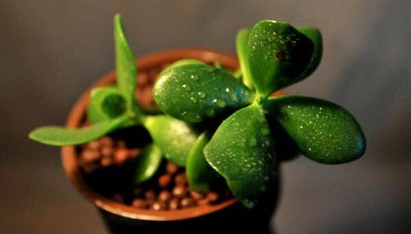 玉樹的葉子發(fā)軟發(fā)黃，防止這些問題發(fā)生的解決方法