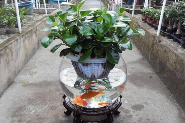 碧玉花能水養(yǎng)嗎，可以水養(yǎng)并且方法簡(jiǎn)單