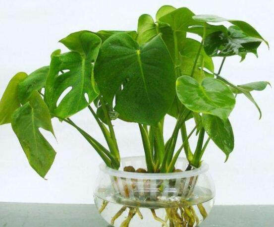 龜背竹水培方法和注意事項，教你超簡單三點步驟/勤換水