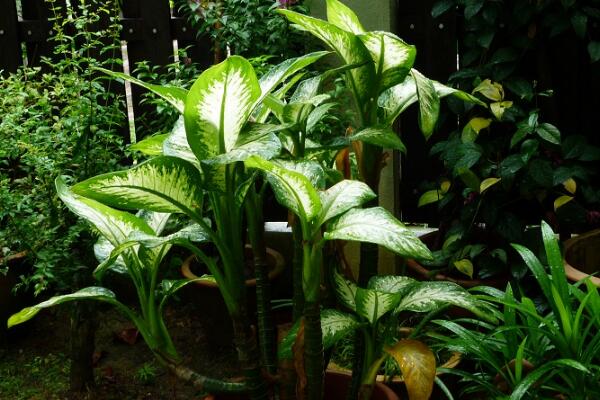 萬年青有毒嗎，嚴重時會危及生命