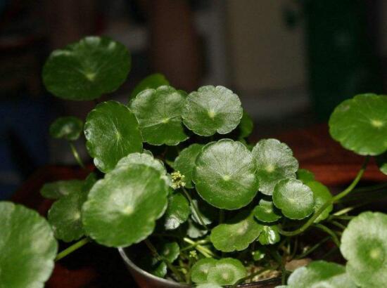 銅錢草水培好還是土培好，水培和土培兩者皆好