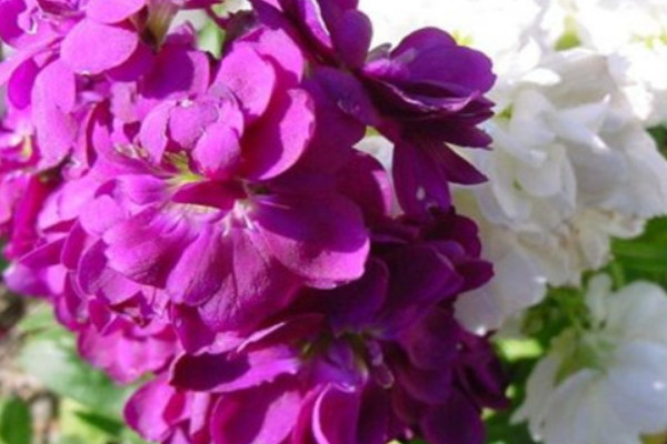 紫羅蘭花束養(yǎng)護方法