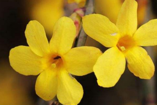 迎春花倒栽注意事項(xiàng)