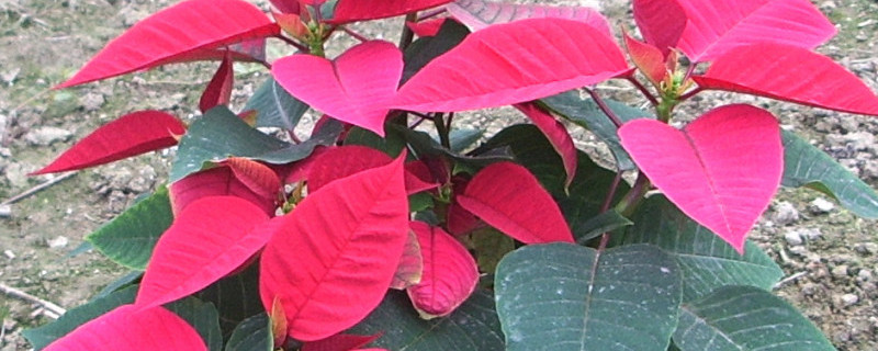 一品紅扦插技術(shù)