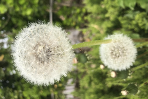 多裂蒲公英怎么養(yǎng)