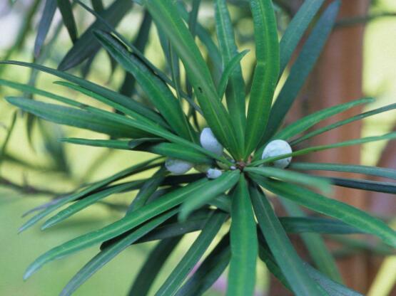 小葉羅漢松的養(yǎng)殖方法，老農(nóng)總結(jié)八大簡(jiǎn)單易學(xué)的養(yǎng)殖技巧