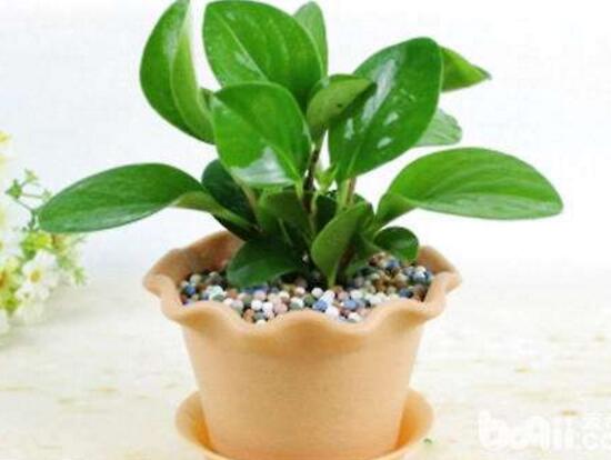 碧玉為什么會爛根，碧玉爛根怎么辦(換盆換土重新栽培)