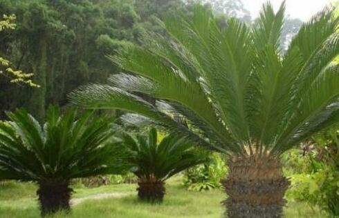 蘇鐵開(kāi)花有什么征兆，開(kāi)花之后是不會(huì)死的