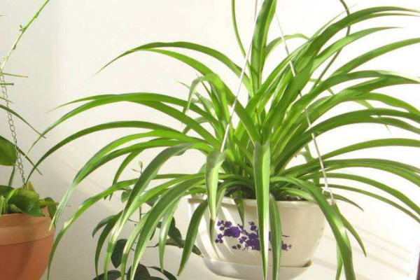 怎么讓吊蘭一顆發(fā)一盆