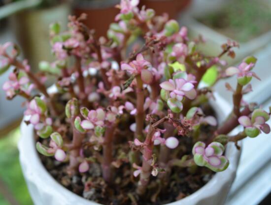 雅樂(lè)之舞夏天怎么養(yǎng)，主要注意做好遮陰降溫措施