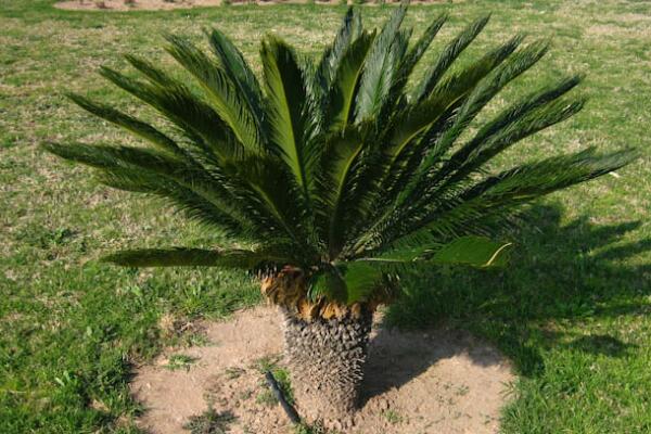 為什么家里不能養(yǎng)鐵樹(shù)，帶刺容易誤傷小孩