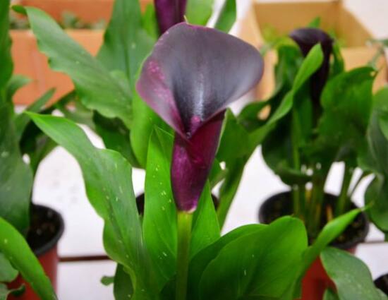 紫色馬蹄蓮花語是什么，代表著一種單純的愛