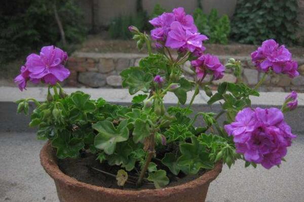 天竺葵打頂摘心圖解，摘心時(shí)間在每年的春秋季