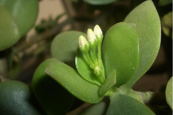 玉樹(shù)葉子發(fā)黃的處理方法，四種原因以及處理方法