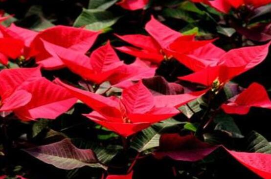 一品紅如何剪枝，春夏季節(jié)修剪最好(兩次摘心)