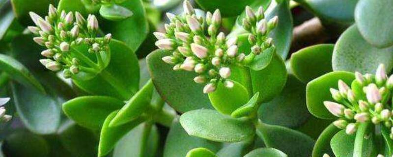 玉樹葉子發(fā)黃怎么補(bǔ)救