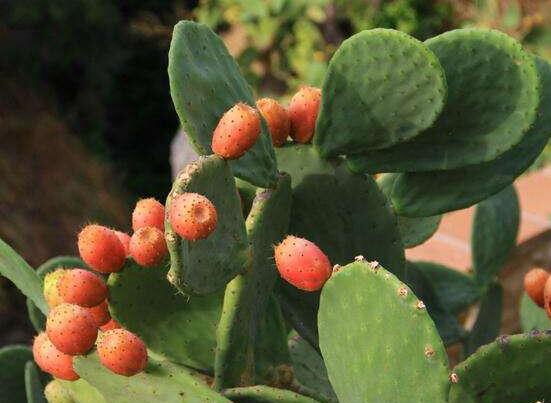 仙人掌的果實(shí)能吃嗎，食用可清熱解毒、養(yǎng)顏?zhàn)o(hù)膚