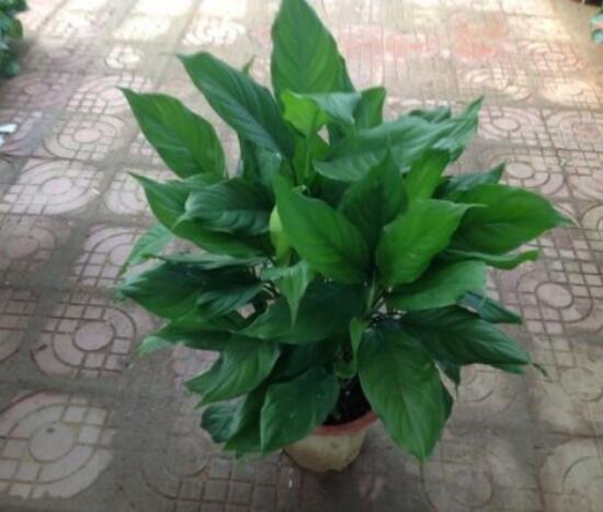 欣賞好看的萬年青圖片，枝葉青翠、紅如珊瑚、艷似瑪瑙