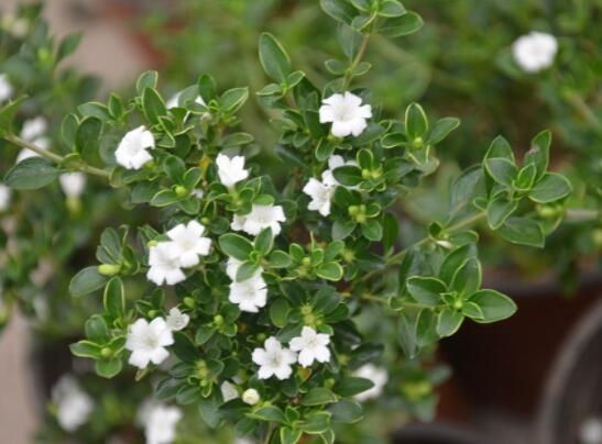 六月雪葉子發(fā)黑脫落怎么辦，做好三個要點(diǎn)即可恢復(fù)綠意