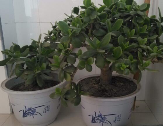 燕子掌用大盆還是小盆，大株用大一號(hào)盆/小株用小一號(hào)盆