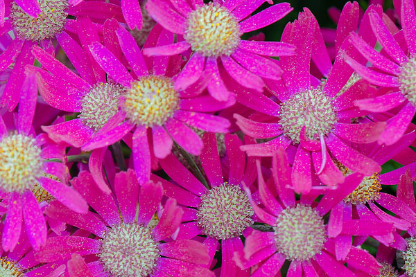 富貴菊的養(yǎng)殖方法和注意事項