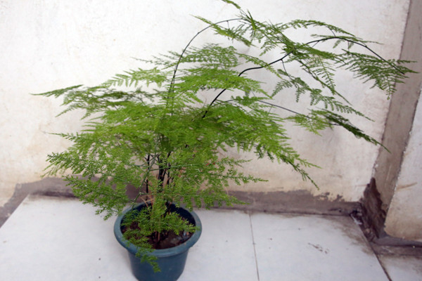 文竹冬天怎么澆水，保持土壤偏干燥即可