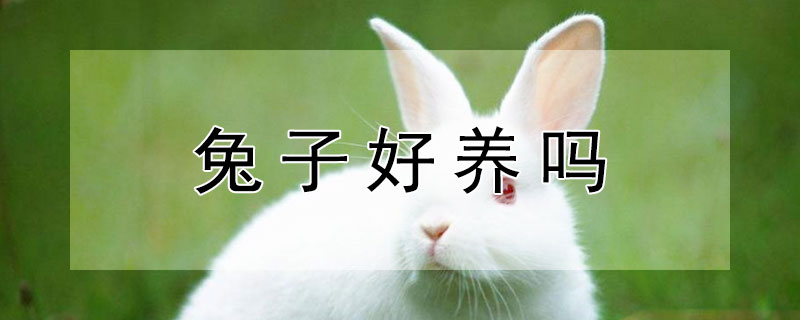 兔子好養(yǎng)嗎