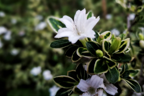 六月雪什么時候換盆，春季3月份很適合換盆