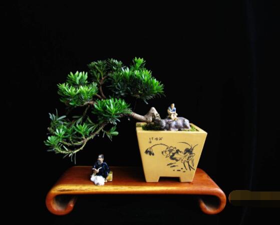 羅漢松可以放客廳嗎，可以/帶來主人家福氣、鎮(zhèn)守財(cái)寶