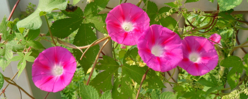 牽牛花的根系發(fā)達嗎