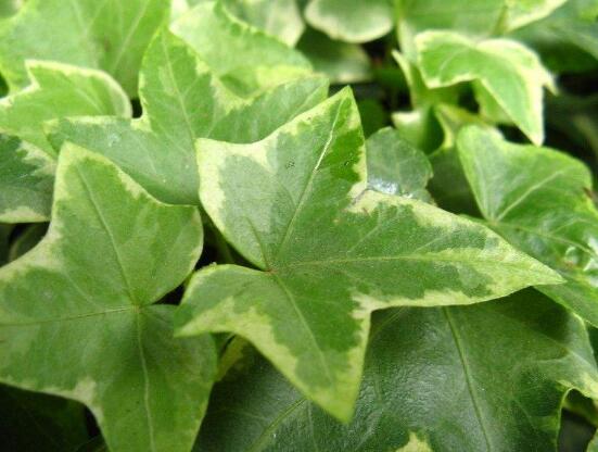 常春藤的養(yǎng)殖方法和注意事項，老農(nóng)總結(jié)八大基本方法