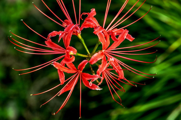 彼岸花冬季養(yǎng)護