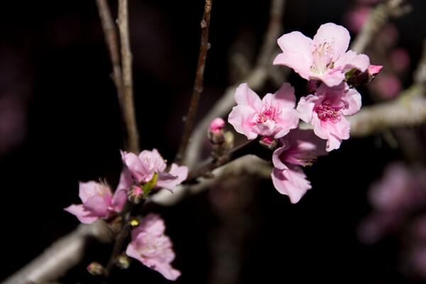 桃花有毒嗎，只有少部分人對(duì)桃花粉過(guò)敏