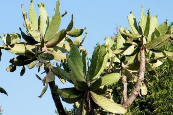 仙人樹怎么養(yǎng)殖方法