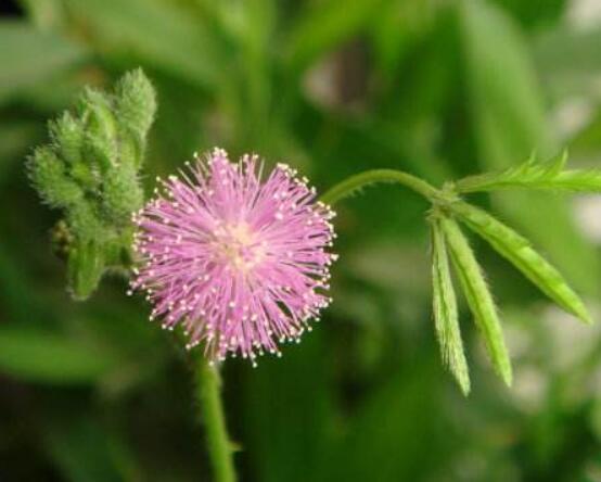 常碰含羞草有毒嗎，導(dǎo)致頭發(fā)眉毛發(fā)黃脫落(最好避免)