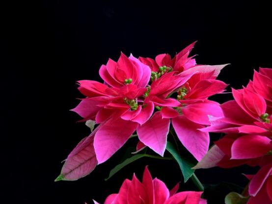 一品紅多久澆一次水，不同季節(jié)不同澆水量(澆則澆透)