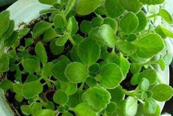 碰碰香放臥室可以嗎，可以/醒腦提神、凈化空氣、驅(qū)趕蚊蟲(chóng)