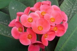 虎刺梅一年開幾次花，只要養(yǎng)護(hù)得當(dāng)虎刺梅可以四季開花