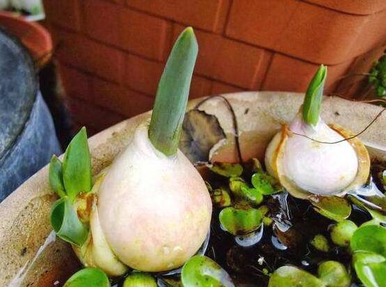 風(fēng)信子種球發(fā)霉怎么辦，涂抹滅菌靈、保持創(chuàng)面干燥