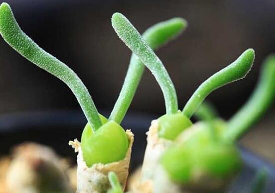 碧光環(huán)發(fā)芽后要澆水嗎，需要/只需要保持濕潤環(huán)境即可