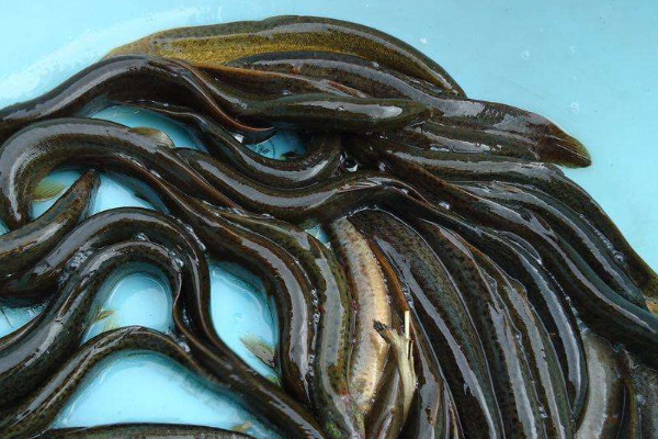 野生泥鰍和養(yǎng)殖泥鰍怎么區(qū)分